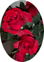 Red Rose